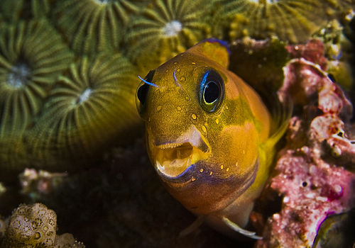 Midas blenny